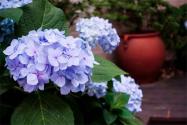 绣球花怎么养？