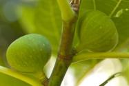 无花果的种植技术介绍！