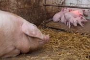 母猪的饲养管理技术有哪些？掌握这几个关键点即可！
