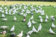 鸽子的养殖方法教程介绍！