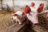 猪呼吸道疾病发生原因和防控介绍！