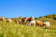 夏季奶牛高产饲养管理要点介绍！