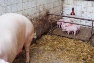 母猪产后为什么会吃小猪仔？母猪吃猪仔的原因及防治措施介绍！