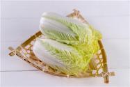 唐山玉田包尖白菜为啥不卖“白菜价”？玉田白菜和普通白菜区别在哪？