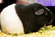 广西黑豚鼠养殖要点及注意事项介绍！