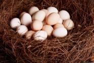鸡蛋外壳异常怎么办？原因及解决办法介绍！
