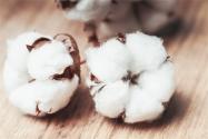 棉花枯萎病症状有哪些？如何防治？