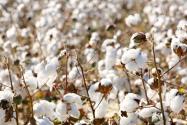 棉花的生长对土壤和气候分别有哪些要求?