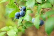 富晒蓝莓的栽培方法