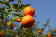 柑橘春梢不老熟有什么危害?又该怎么预防好?