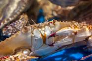 螃蟹吐泡泡是什么原因？