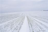 冬小麦什么时候浇越冬水？零下五度能浇小麦越冬水吗？