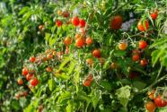 樱桃番茄的种植时间及管理方法介绍！