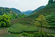 河南省首部茶保护法规今日实施！茶保护法内容有哪些？