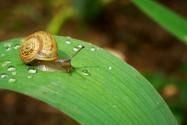 蜗牛怎样养殖？养蜗牛的正确方法介绍！