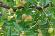 冬枣树苗什么季节种植？冬枣的种植时间和方法