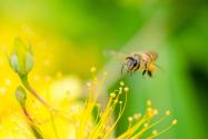 蜜蜂怎么抓的回来养？蜜蜂特征及生活习性介绍！