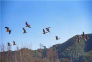 “高原神鸟”黑颈鹤是几级保护动物？