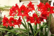 紫根蘭一年開幾次花