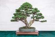 珍珠黃楊盆景養(yǎng)殖方法