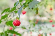 燈籠花有毒嗎？可以室內(nèi)養(yǎng)嗎？