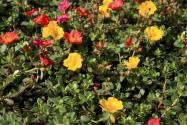 太陽(yáng)花入冬要修剪嗎？