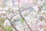 紫荊花什么時(shí)候修剪