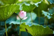 并蒂蓮和雙生花的區(qū)別是什么？