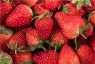 草莓大降价 部分品种价格“腰斩”！草莓价格为何大降？
