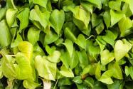 室內(nèi)植物葉子發(fā)黃怎么辦