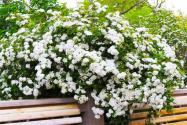木香花的種植養(yǎng)護(hù)方法
