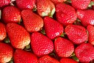 今年冬天草莓售价明显下降！草莓价格大跌原因是什么？