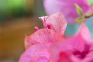 葉子花怎么養(yǎng)才開花多