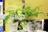 適合養(yǎng)在家里的蕨類植物有哪些？