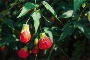 燈籠花夏天如何養(yǎng)護？
