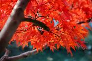 美國紅楓花期是什么時候？