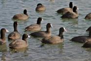 日本最大湖泊大量水鸟死亡！为什么？具体是什么水鸟？