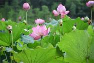碗蓮不開花的原因