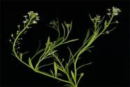 擬南芥是什么植物，有什么形態(tài)特點(diǎn)？