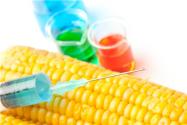 转基因玉米有什么害处？种植转基因玉米是否违法？