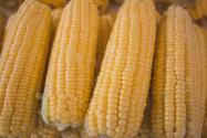 我国转基因玉米渗透率5年后或达90%！国家为何允许转基因食物？