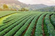2024年广东珠海农村种植补贴新政策：具体种植什么国家有补贴？