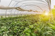 2024年吉林省农业主导品种和主推技术发布！农业主导品种有哪些？