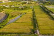 实际种粮农民一次性补贴是什么意思？2024年安徽一亩地补贴多少钱？