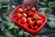 2024现在草莓市场价多少钱一斤？草莓价格为何大降？