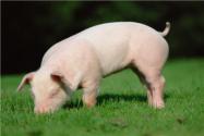 生猪产能调控实施方案（2024年修订）发布！会带动猪价上涨吗？