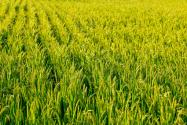 2024年重庆梁平区水稻生产社会化服务补助政策：每亩补助多少？