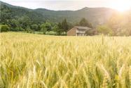 2024年永州零陵区发展粮食生产政策：有哪些农业补贴项目？附补贴标准