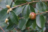 2024海南省白沙县油茶种植补贴最新政策：每亩补贴多少钱？
