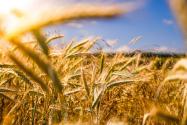 2024年甘肃酒泉瓜州县种植养殖补助政策：小麦种植补助多少？